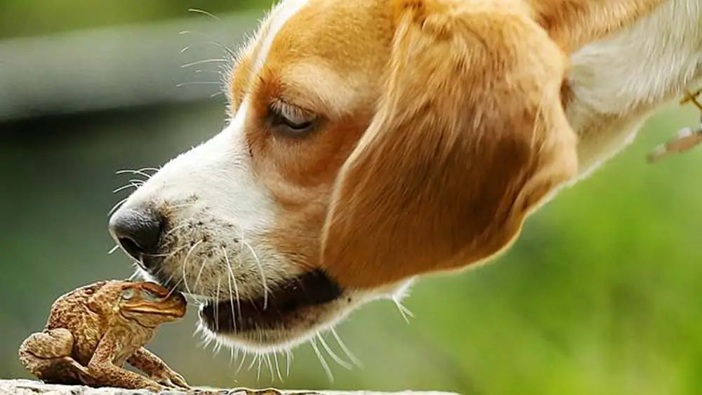 chien qui lèche un crapaud toxique et mortel