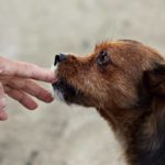 Comportement : 5 étapes pour empêcher un chien adulte de mordre