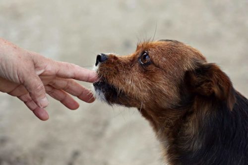 chien qui mord que faire