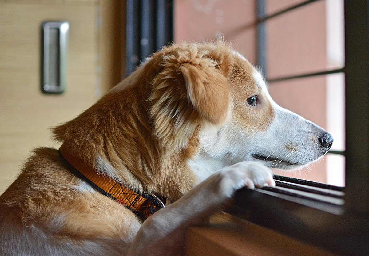 chien seul à la maison qui attends derrière la fenêtre ou la porte