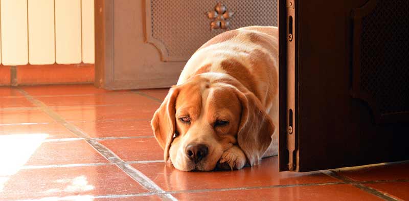 chien seul à la maison