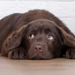 Jouer avec votre chien peut réduire son niveau de stress à long terme