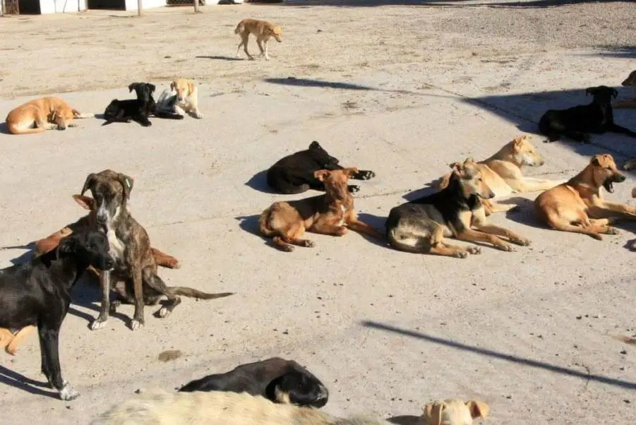 Les chiens des rues préfèrent se tenir debout ou se coucher