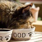 Combien de temps un chat peut-il rester sans manger de nourriture