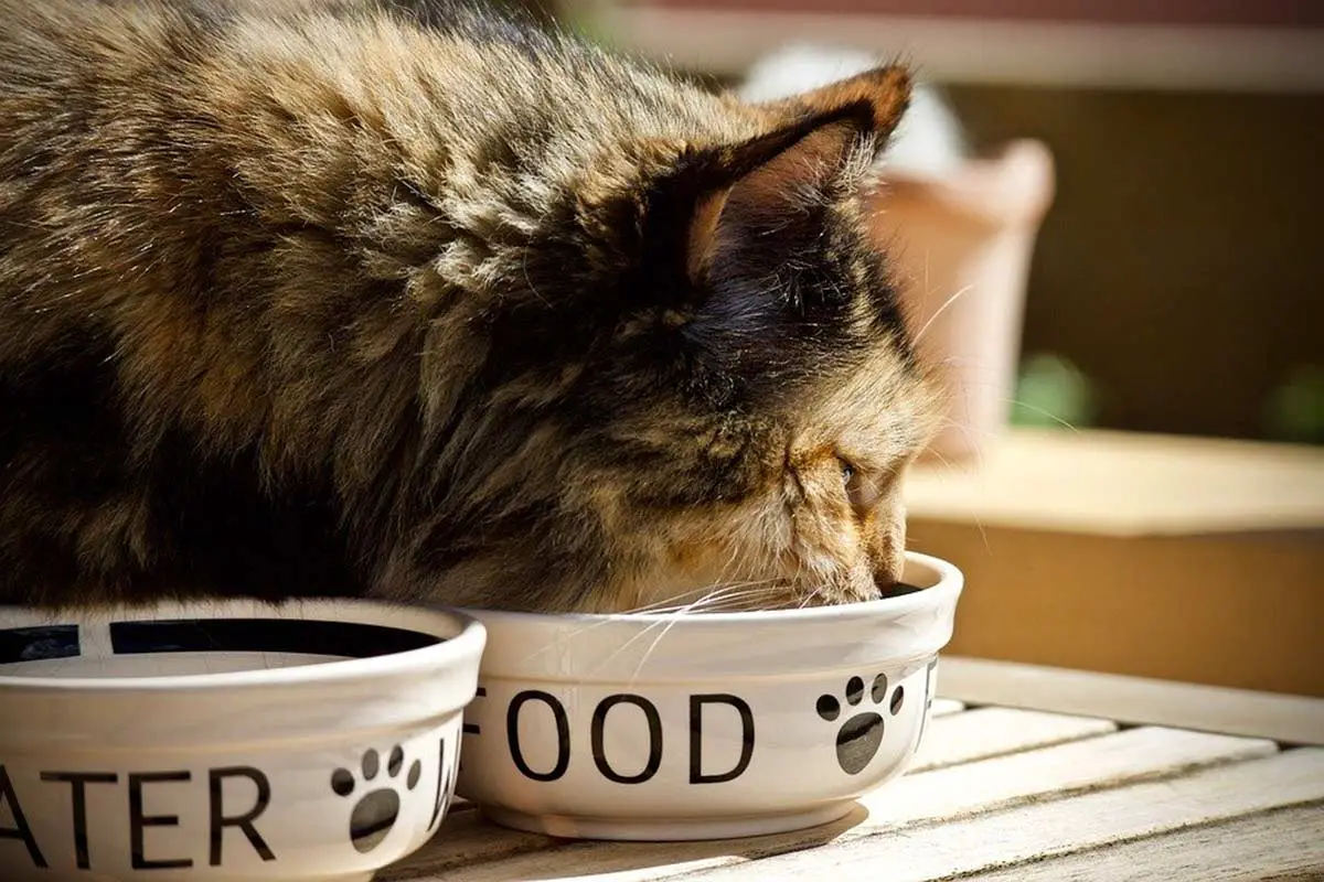 combien un chat peut-il rester sans manger
