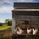 Comment nourrir les poules : Alimentation et besoins nutritionnels des poules pondeuses