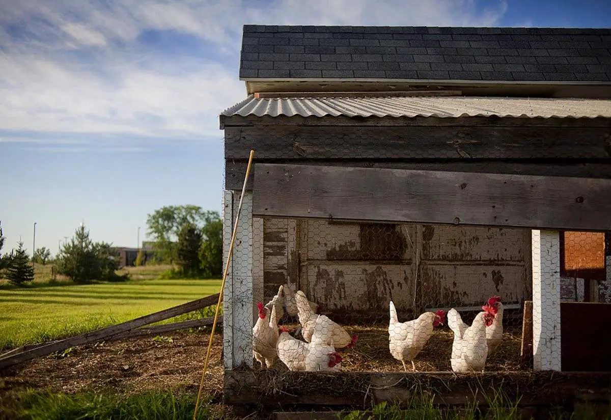 comment nourrir les poules