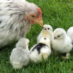 Poule : Quelle alimentation pour les poussins