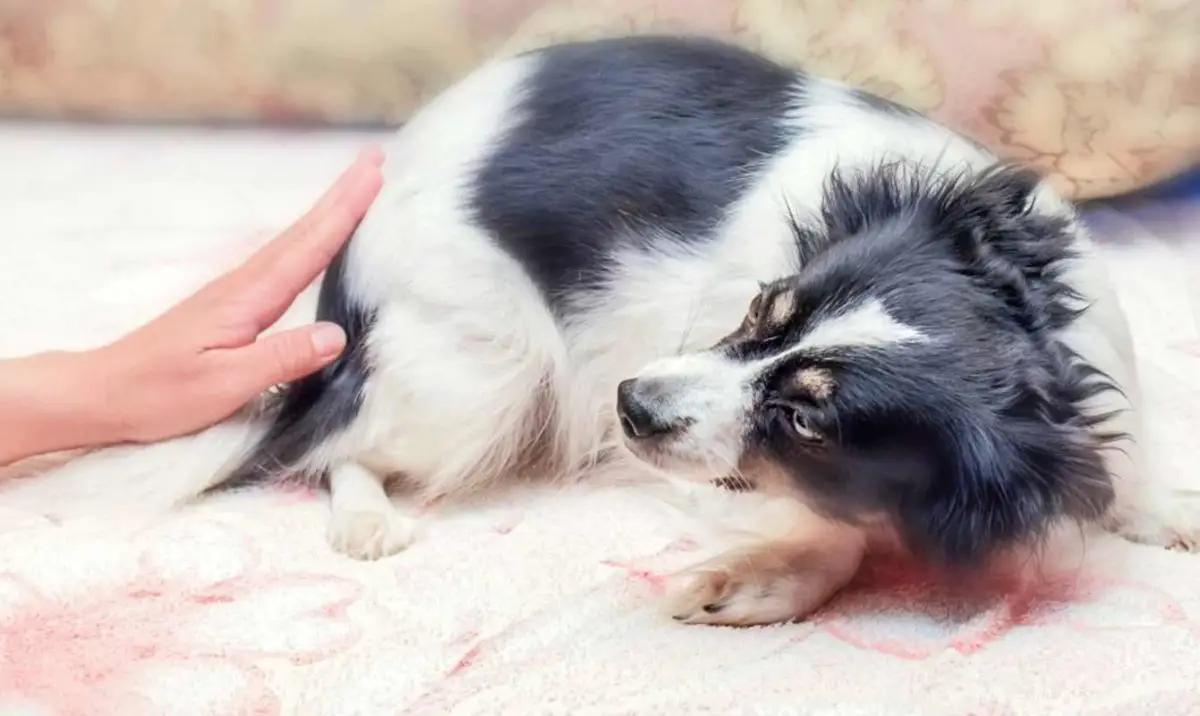 comment réconforter son chien