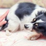 Comportement : 8 conseils pour réconforter votre chien apeuré