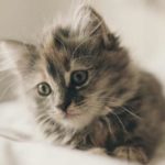 Élever un chaton : Les meilleurs conseils et astuces