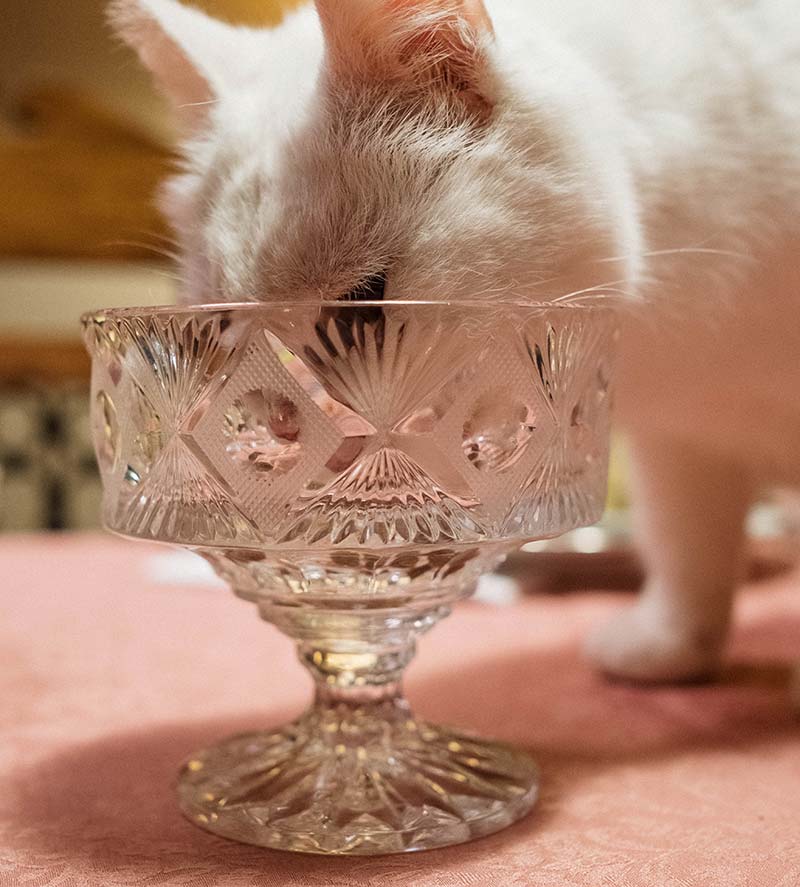 prévoir gamelle boire manger chaton