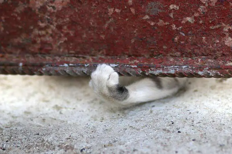 comment jouer avec son chat