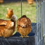 L'ordre hiérarchique des poules et poulets