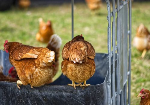 ordre hiérarchique des poules