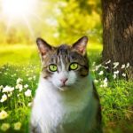Vie des chats : Un chat peut-il aller à l'extérieur sans danger ?