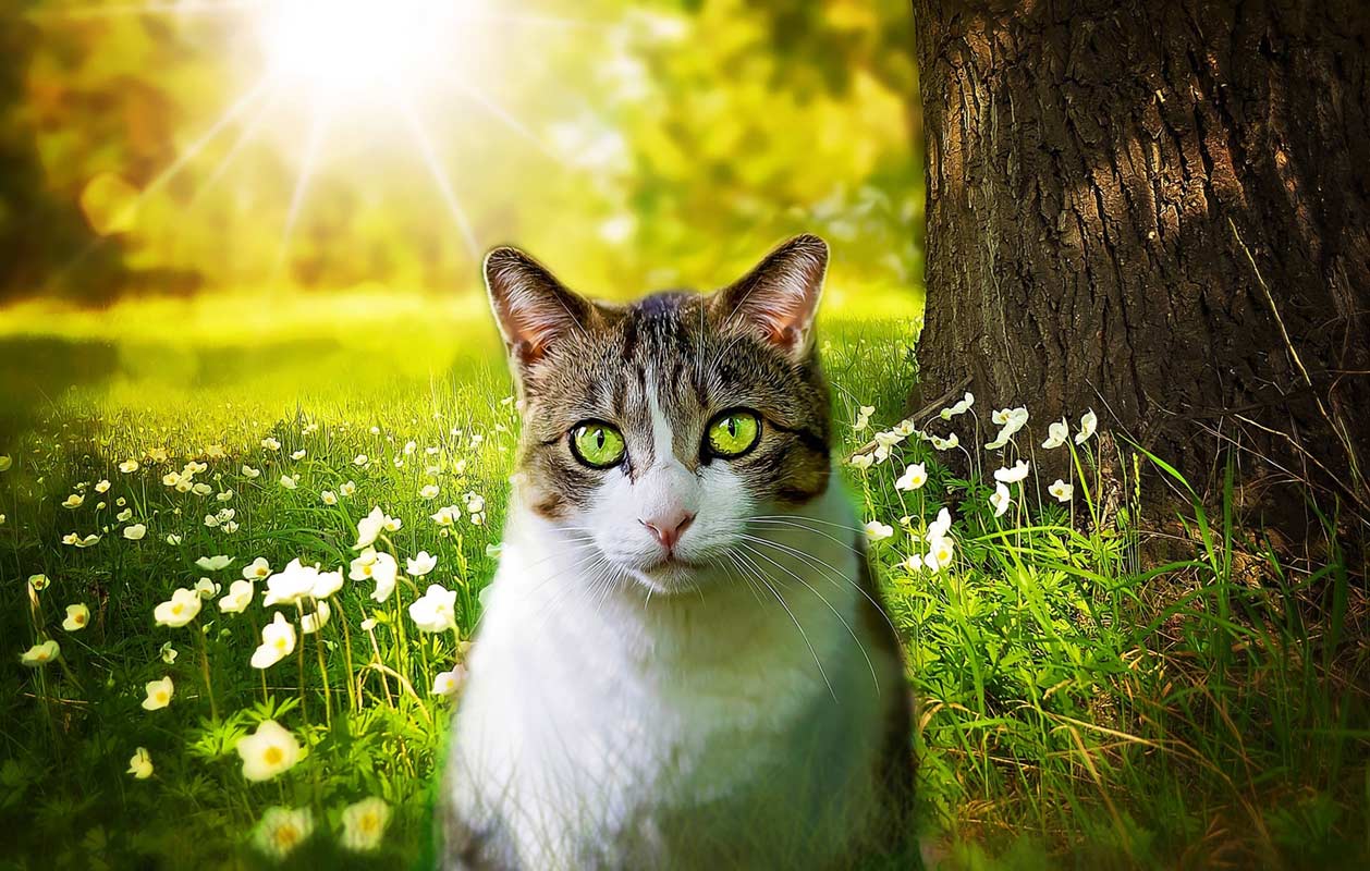 Vie Des Chats Un Chat Peut Il Aller A L Exterieur Sans Danger Remedes Naturels Pour Animaux Vie Des Chats Un Chat Peut Il Aller A L Exterieur Sans Danger Remedes Naturels Pour Animaux