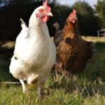 Comportement des poules : Le picage chez la poule, conseils et astuces