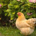 Élever des poules dans son jardin