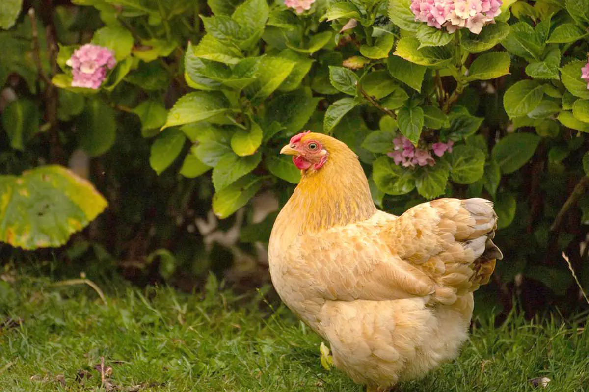 danger du jardin pour les poules