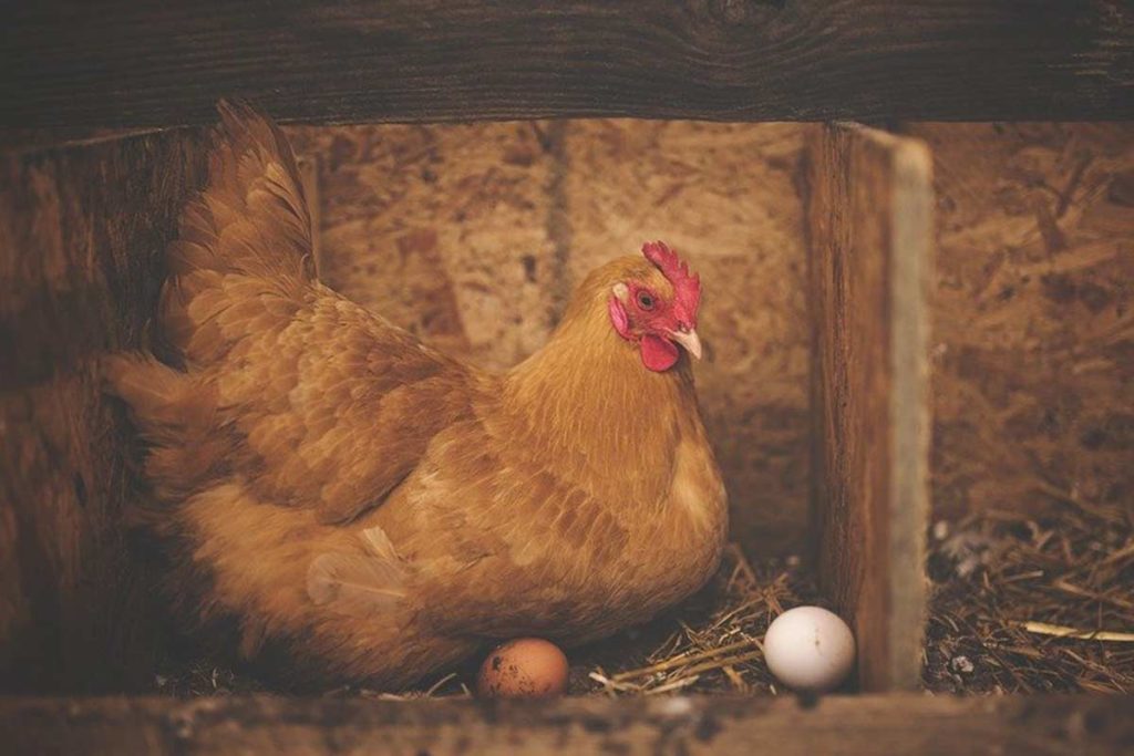 Pourquoi Les Poules Se Piquent Le Croupion