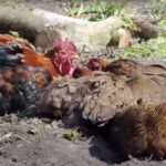 Pourquoi les poules se roulent dans la terre ou le sable