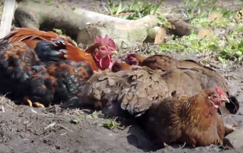 poule et bain de poussière