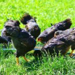 Les poules peuvent-elles tout manger ?