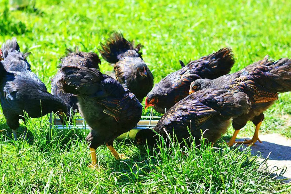 les poules peuvent elles tout manger ou pas?