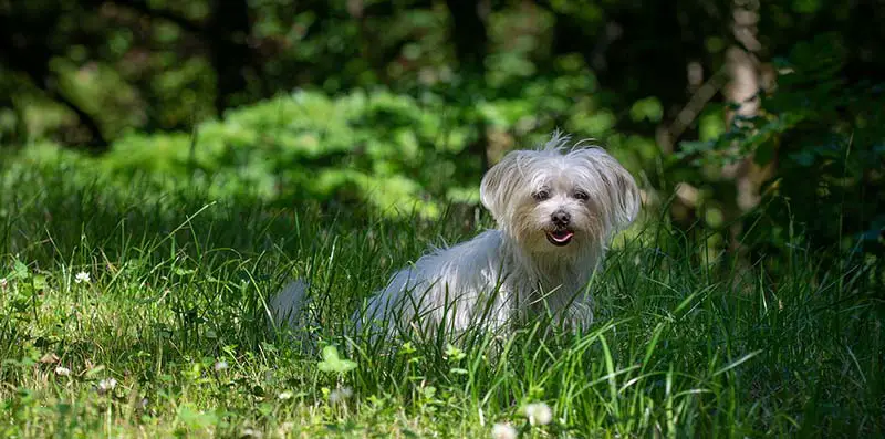 chien en été éviter la surchauffe