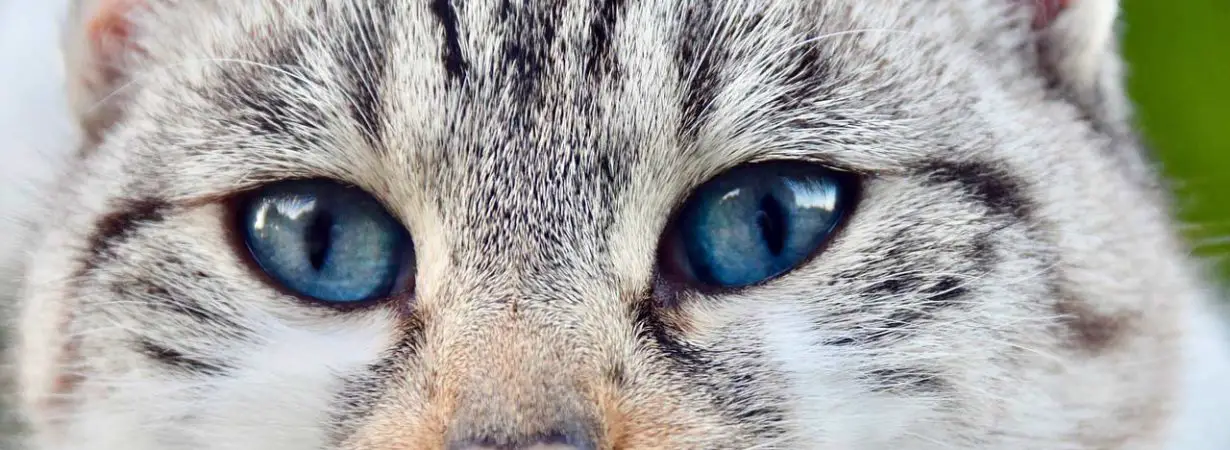 quand steriliser chat