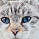 Stérilisation : 9 raisons de stériliser votre chat pour éviter chaleurs et maladies