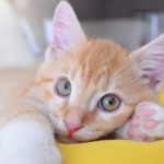 Chat et chatte : Quel est le bon âge pour la stérilisation ?