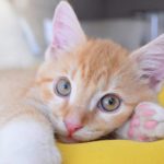 Chat et chatte : Quel est le bon âge pour la stérilisation ?