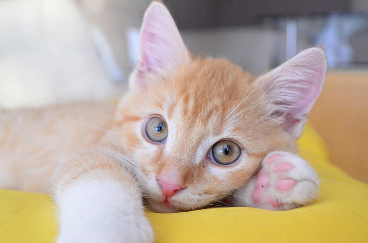 Chat Et Chatte Quel Est Le Bon Age Pour La Sterilisation Remedes Naturels Pour Animaux