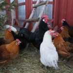 Un poulailler pour mes poules et mes poussins : Conseils et astuces