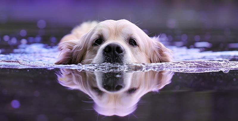 rafraichir son chien en été