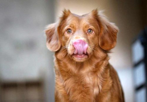 comment reconnaitre un chien stressé