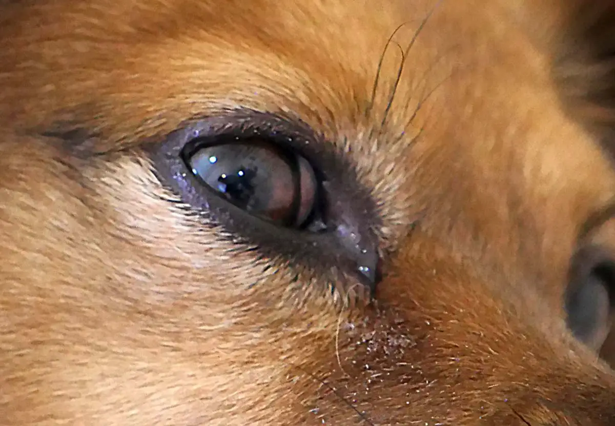 aliments pour la santé des yeux du chien