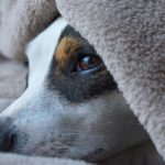 Hypocalcémie canine (éclampsie) : Quels remèdes naturels ?