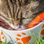 Qu'est-ce qu'une alimentation optimale pour le chat ?