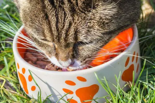 alimentation optimale chat