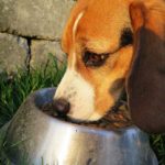 Les meilleurs aliments fonctionnels pour le chien