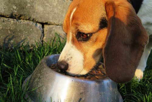 les meilleurs aliments fonctionnels pour le chien