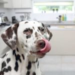 Chien allergique et régimes alimentaires spéciaux : Que faut il savoir ?