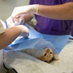 Guide sur l'anesthésie chez les animaux de compagnie : Tout ce que vous devez savoir