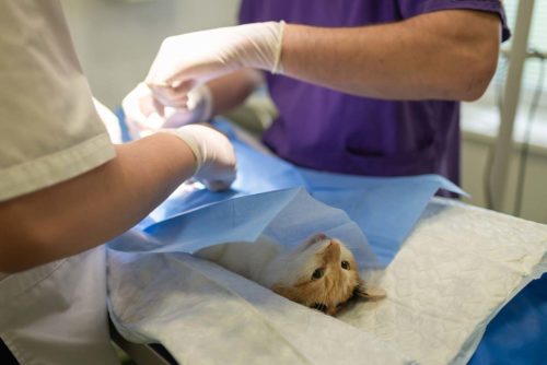 anesthesie chien chat est ce dangereux