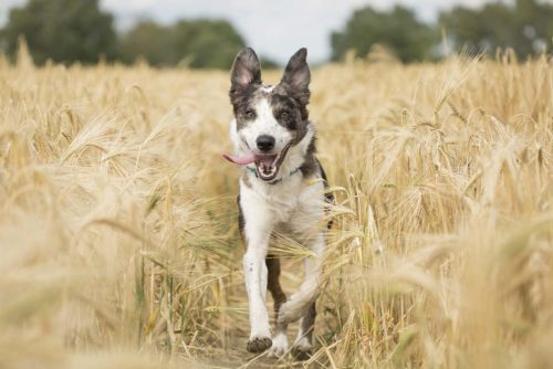 antioxydants chien chat