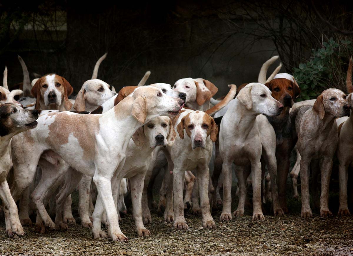 apaiser les chaleurs de la chienne