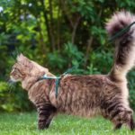Tuto - Comment habituer un chat à se promener en laisse et harnais